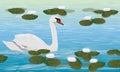 Mute swan swims in a pond with white water lilies. Wild birds white swan Cygnus olor.