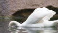 Mute Swan swims in the rain in river