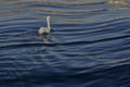 Mute swan swims among the shimmering waves of the lake