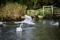 Mute swan take off Royalty Free Stock Photo