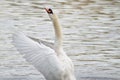 Mute swan take-off wing stretch Royalty Free Stock Photo