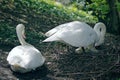 Mute Swan taking care of and breeding the eggs for offspring. Royalty Free Stock Photo