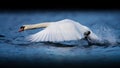 Mute Swan Taking off on Blue Water Royalty Free Stock Photo