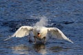 Mute Swan Taking Off Royalty Free Stock Photo