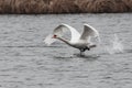 Mute swan taking off from the lake. Royalty Free Stock Photo