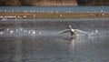 Mute swan taking off from lake Royalty Free Stock Photo