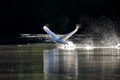 A mute swan taking off from a lake with full speed. Royalty Free Stock Photo