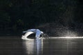 A mute swan taking off from a lake with full speed. Royalty Free Stock Photo