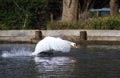 Mute swan taking off from a lake Royalty Free Stock Photo