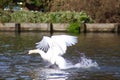 Mute swan taking off from a lake Royalty Free Stock Photo