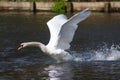 Mute swan taking off from lake surface Royalty Free Stock Photo