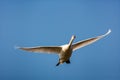 Mute swan taking off from a small pond in London Royalty Free Stock Photo