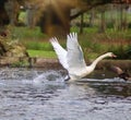 A mute swan taking off Royalty Free Stock Photo
