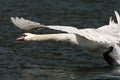 A mute swan taking off from the water Royalty Free Stock Photo