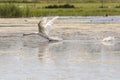 Mute Swan Taking Off