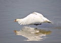 Mute swan taking off from the water Royalty Free Stock Photo