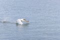 The Mute swan. Swan is taking off from water. Swan running on water Royalty Free Stock Photo