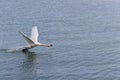 The Mute swan. Swan is taking off from water. Swan running on water Royalty Free Stock Photo