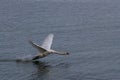 The Mute swan. Swan is taking off from water. Swan running on water Royalty Free Stock Photo