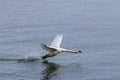 The Mute swan. Swan is taking off from water. Swan running on water Royalty Free Stock Photo