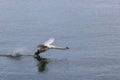 The Mute swan. Swan is taking off from water. Swan running on water Royalty Free Stock Photo