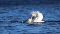 Mute Swan in Threat Posture on a Blue Lake