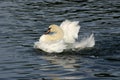 Mute Swan washing feathers.