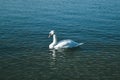 Mute swan swims in the lake. Birds in nature. Royalty Free Stock Photo