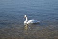 Mute swan swims in the lake. Royalty Free Stock Photo