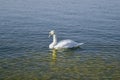 The mute swan swims alone in the lake. Royalty Free Stock Photo