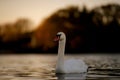 Mute Swan on Water During Autumn Sunset Royalty Free Stock Photo