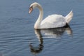 Mute Swan in the water at Bombay Hook Wildlife Refuge . Royalty Free Stock Photo