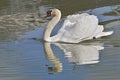 Mute swan on water