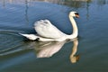 Mute swan on water