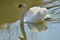 Mute swan on water