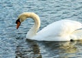 MUTE SWAN WITH WATER DRIPPING FROM ITS BILL Royalty Free Stock Photo