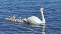 Mute swan in water with her chicks Royalty Free Stock Photo