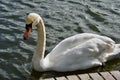 Mute swan by the waters edge