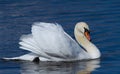 Mute swan in the waters of the morning river