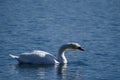 Mute swan waving its neck.