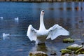 Mute swan waving its wings and seagulls floating in the water