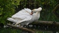 Mute swan who cleans his feathers and rests on the lake Royalty Free Stock Photo