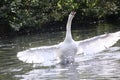 Mute swan wing stretch Royalty Free Stock Photo