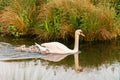 Mute swan & x28;Cygnus olor& x29; adult with cygnets next to grass island, taken in the UK