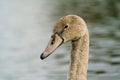 Mute swan (Cygnus olor) cygnet portrait, taken in the UK