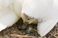 Mute swan & x28;Cygnus olor& x29; cygnet under mother& x27;s wing