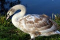 Mute swan young close up Royalty Free Stock Photo