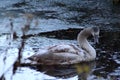 Mute swan young close up Royalty Free Stock Photo