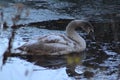 Mute swan young close up Royalty Free Stock Photo