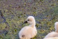 Mute swan young cygnet in spring in Canada Royalty Free Stock Photo